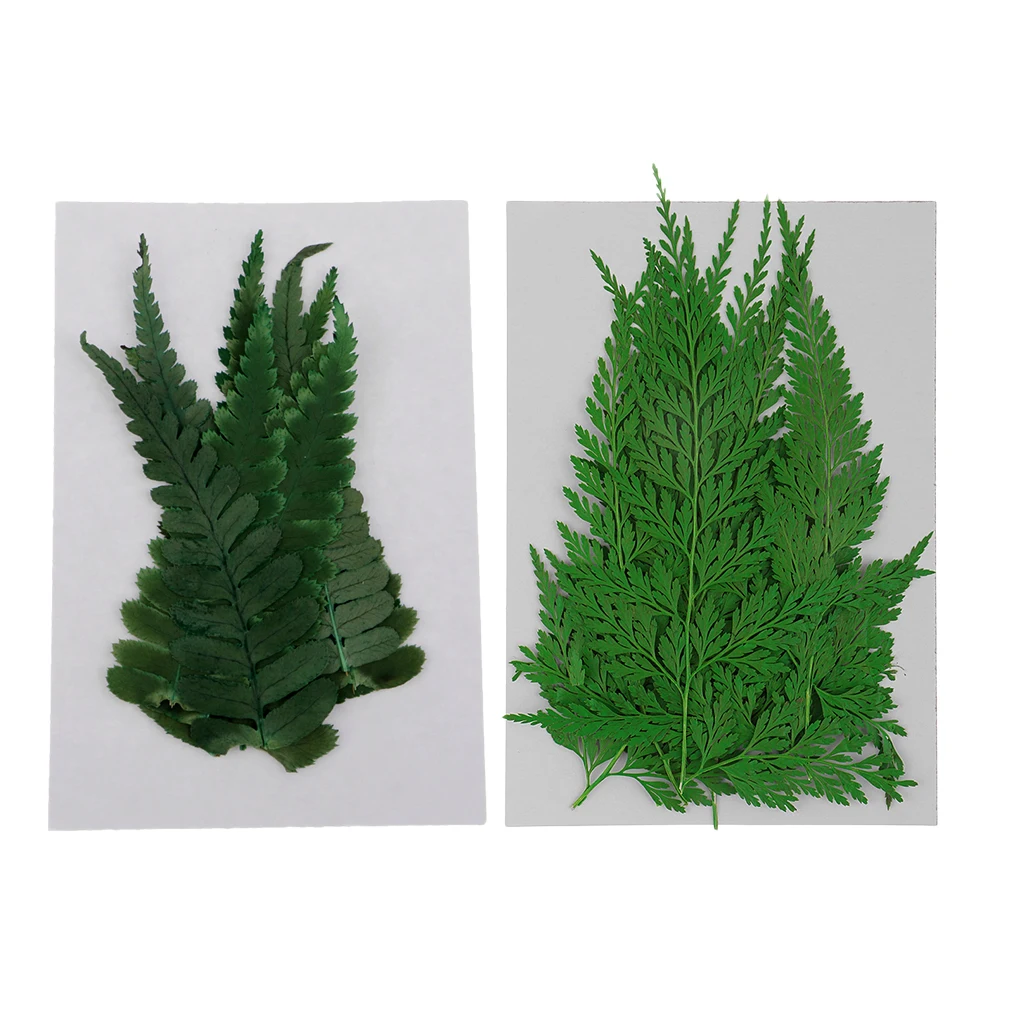22 Pieces Pressed Fern Leaves Natural Dried Flowers DIY Scrapbooking Crafts