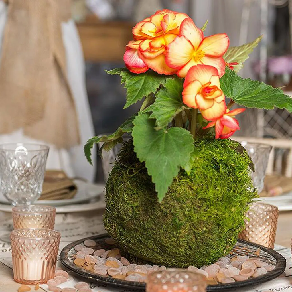 2x Moss Ball Moss Bonsai Personalized Flower Pot Bird Nest Flower Plant Desk Table Decoration Plantpot diameter 6/9cm