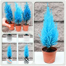 50 Pcs Mini Blue Cypress Semo Rare Japanese Cypress Bonsai Plants Perennial Ornamental Potted Tree for Home Garden Decoration