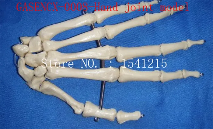 

Human hand joint model skeleton Skeleton model Teaching medicine Body specimen model-GASENCX-0008