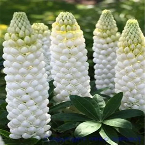 100 قطعة مختلطة راسيل Luplne Lupinus Polyphyllus زهرة مجاني بقاء معدلات عالية جدا الترمس بونساي