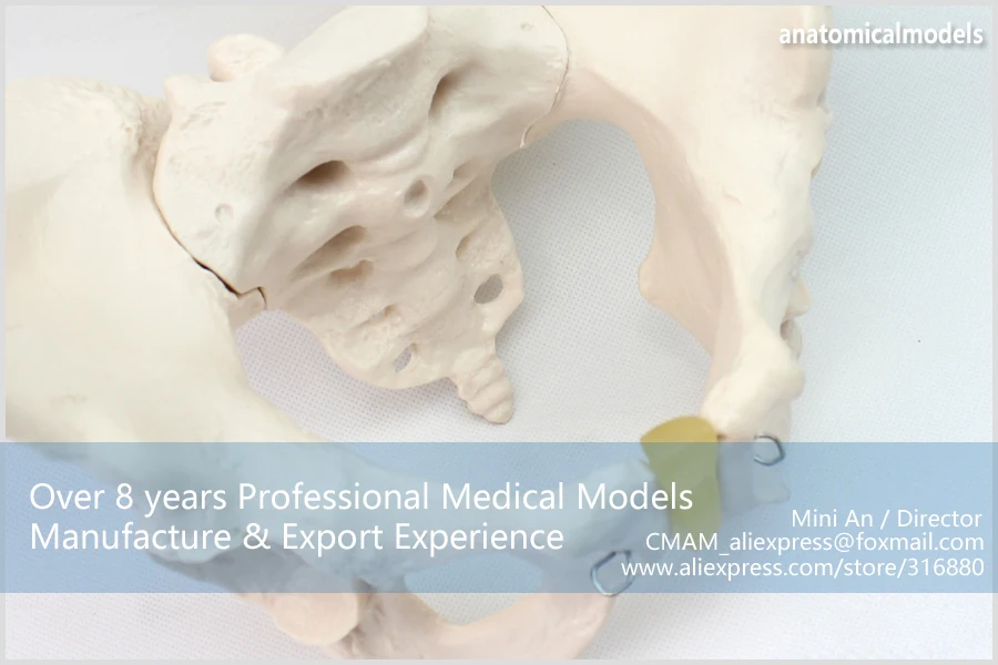 12340/Размер жизни женский таз анатомическая модель скелета, медицинская научная образовательная учебная анатомическая модель