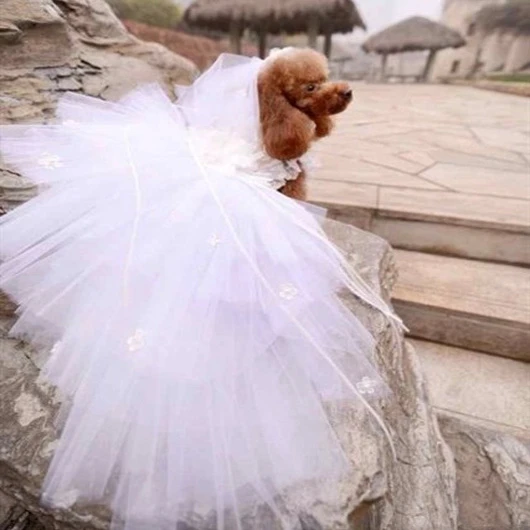 White dog dress Clearance