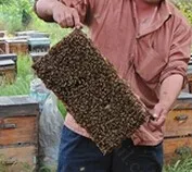 Электрическое оборудование для удаления пчелы устройство инструмента пчелиный