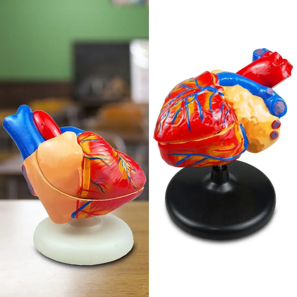 

Human Anatomical Emulational Heart Viscera Medical Organ Model Teaching Tools