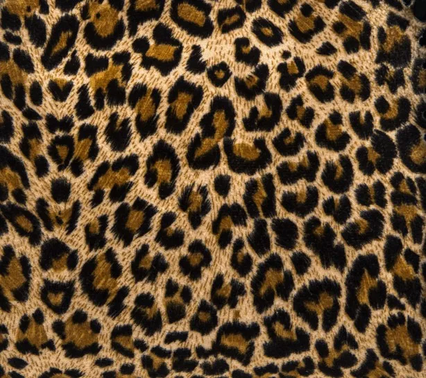 leopard