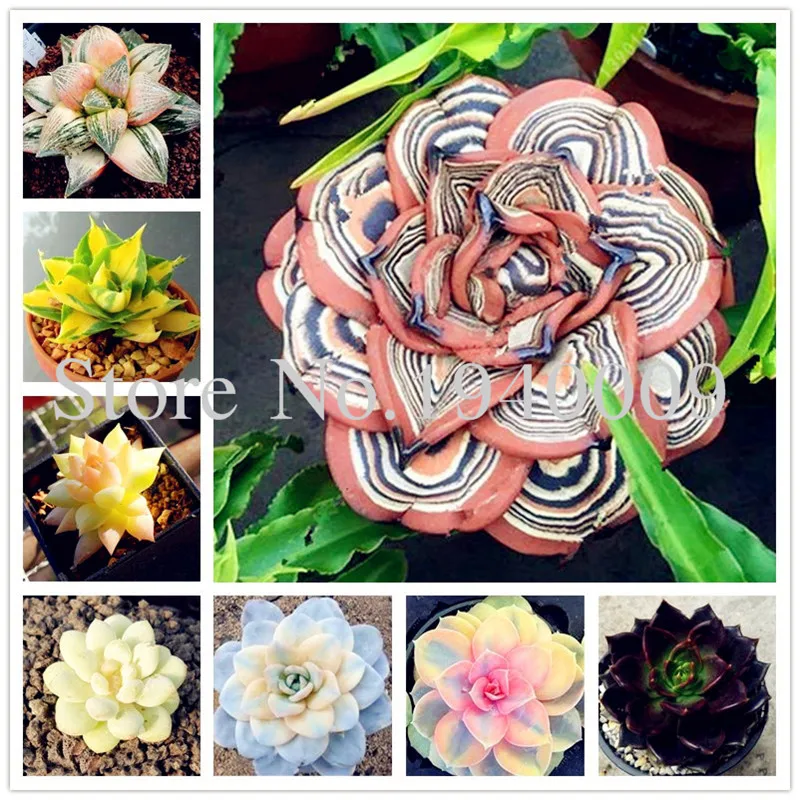 Sale 100 Rare African Mixed garden Cactus Succulent Plant Tree Purify Air Bonsai In The Heat Resistant Easy Care Creative Bonsai