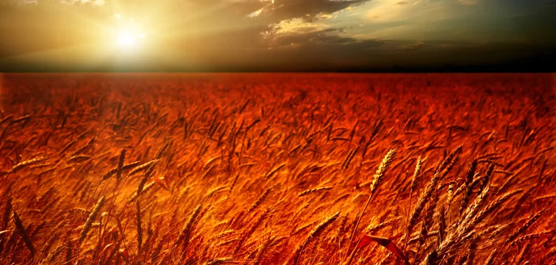 High Quality Print Art Autumn Scenery Decor Painting On Canvas The Rice Harvest Season Wall Stick | Дом и сад