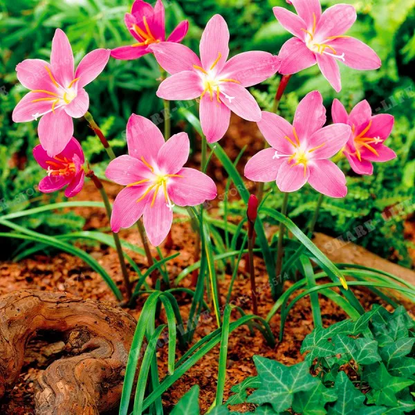 5 Bulbs Color Mixing Zephyranthes Candida Bulbs Bonsai Flower Bulbs Outdoor Plant Natural Growth Bonsai 5 Bulbs Color Mixing Zephyranthes Candida Bulbs Bonsai Flower Bulbs Outdoor Plant Natural Growth Bonsai