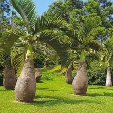 10 шт. пальмовые бутылки дерево semillas экзотические растения дерево бонсай тропические декоративные sementes