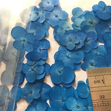 30 шт. Королевский синий Гортензия сухой цветок пресс цветок для DIY украшения