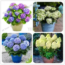 10 шт. Гортензия бонсай Гортензия метельчатая ваниль Naturia Гортензия макрофилла цветок для домашнего сада посадки