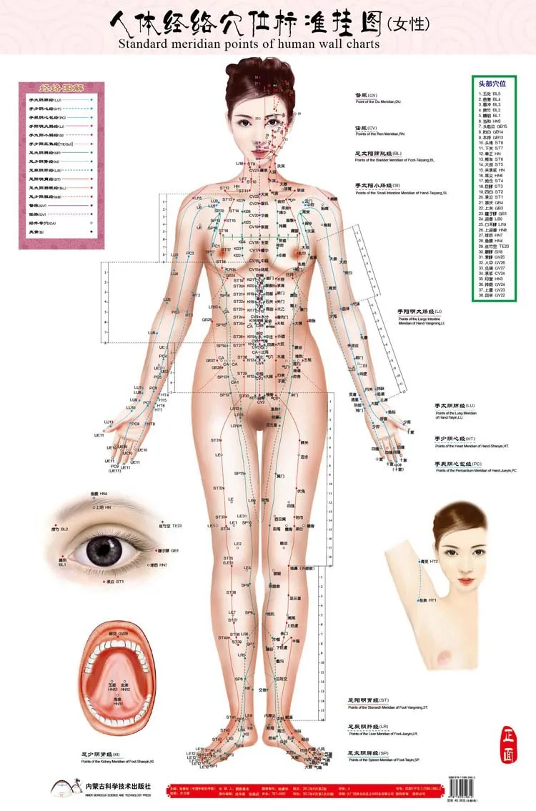 

standard meridian points of human wall chart female acupuncture massage point map flipchart HD 3 chinese and English