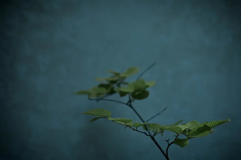 Teal mutfak dekor ucuza satın alın teal mutfak dekor partiler teal ...
