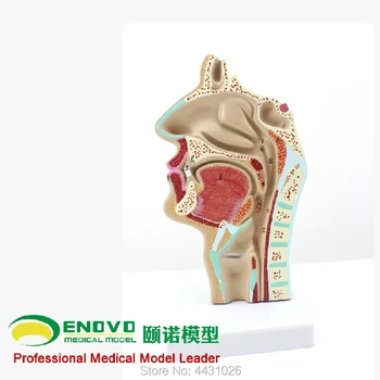 

ENOVO Anatomy model of nasopharyngeal cavity model of nasal cavity and throat