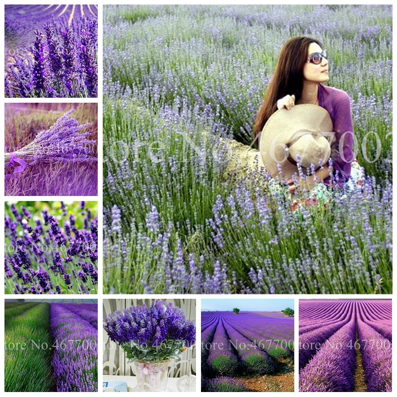 100 pcs Italian Lavender Flower Heirloom Charming Fragrant Flore Potted Plante Fast Growing Outdoor,Beauty Your Garden Planten