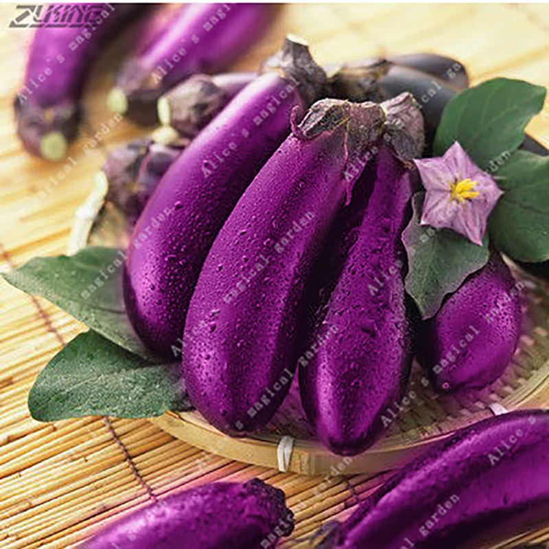 Buy 200 Pcs Purple Thai Eggplant Seeds Free Shipping