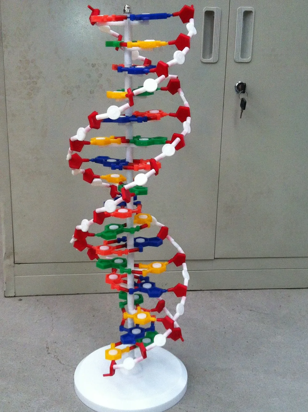 dna molecule project Frederick griffith, a scientist, was working on a project in 1928 that formed the basis that dna was the molecule of inheritance griffith's experiment involved mice and two types of pneumonia – one was virulent and the other non-virulent. dna molecule project Frederick griffith, a scientist, was working on a project in 1928 that formed the basis that dna was the molecule of inheritance griffith's experiment involved mice and two types of pneumonia – one was virulent and the other non-virulent.