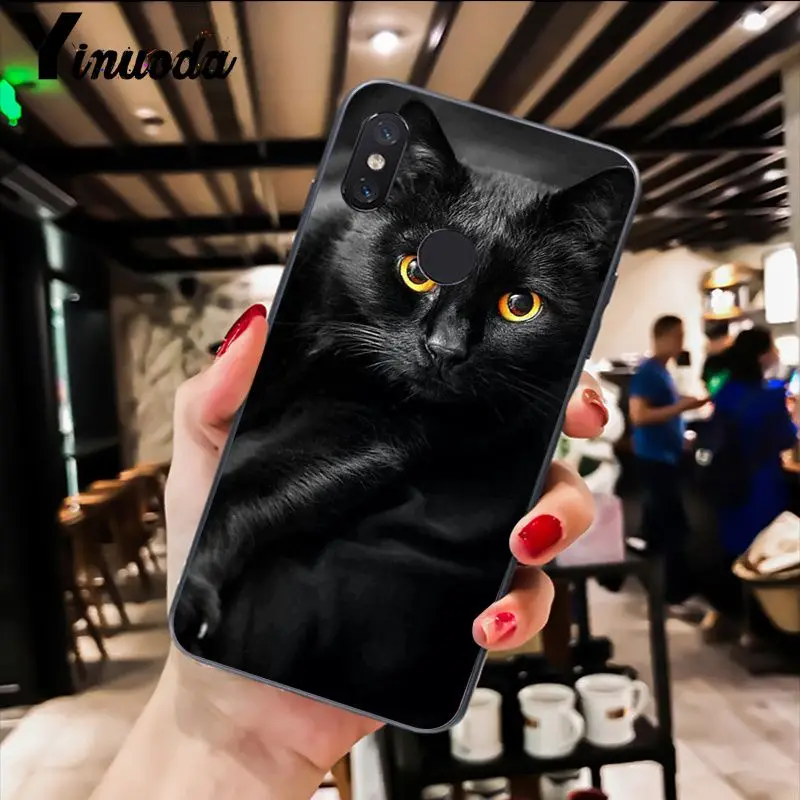 Cute Black Cat Staring Eyes
