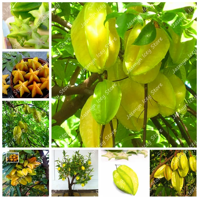 

50 Pcs Imported Carambola Tree Bonsai Fruit Plants Outdoor Orchard Farm Potted Edible Starfruit Tree Planting for Home Garden