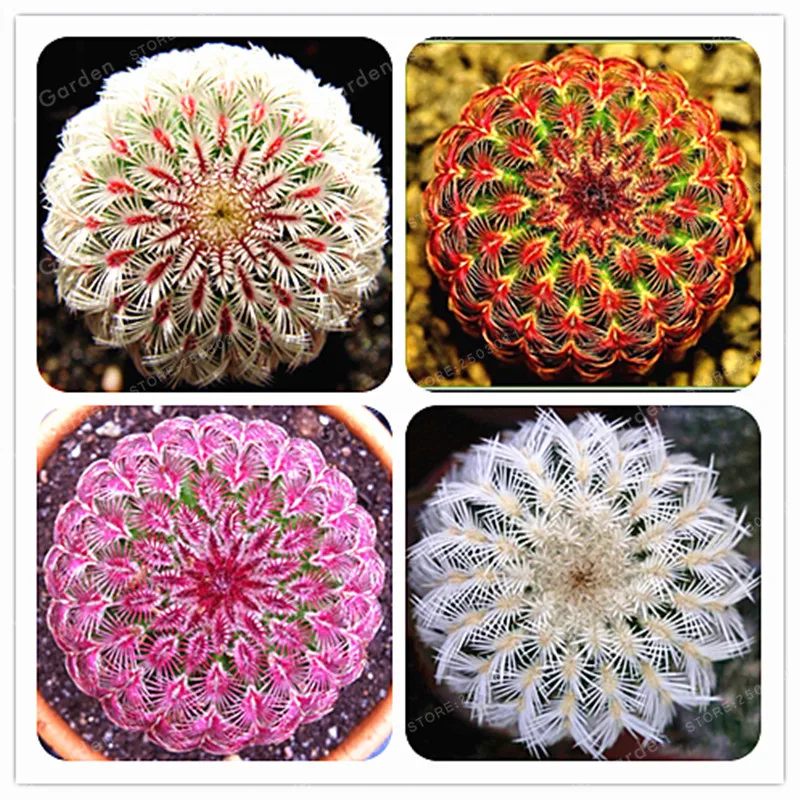 

100 A Bag Pseudotruncatella Succulents Cactus Bonsai Stems Tetragonia Potted Flowers Fleshy Semillas De Flores Cacti Bonsai