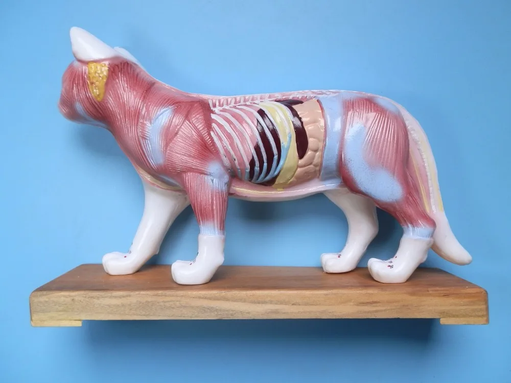 Cat acupuncture model, animal acupuncture modelin Massage & Relaxation