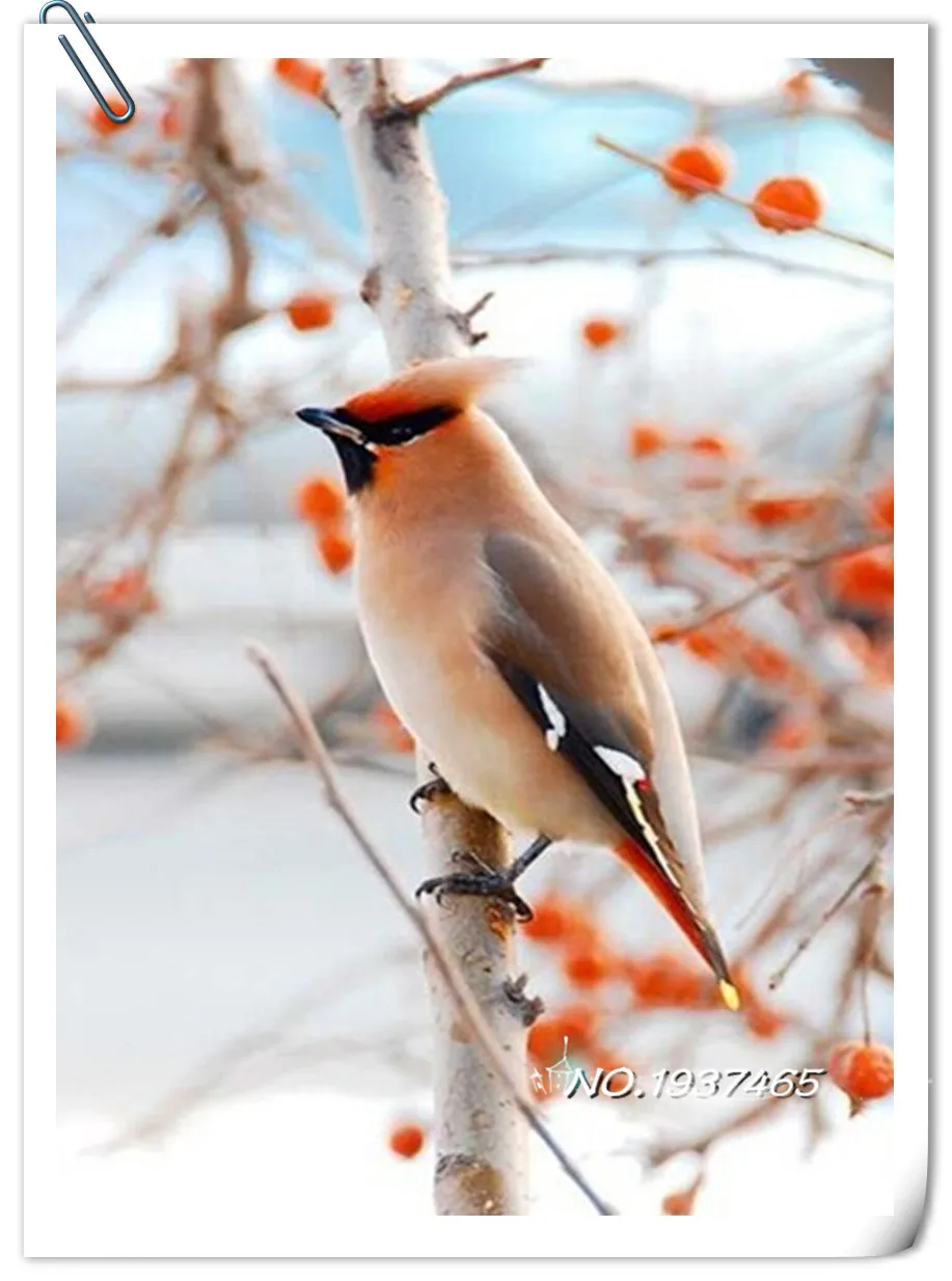 Свиристель и удод. Свиристель на белом фоне. Хохлатая свиристель. Свиристель самка. Народное имя свиристели.