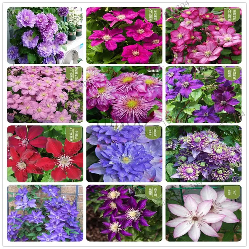 200 шт Разноцветные клематис бонсай цветок для альпинизма клематис лоза цветок для альпинизма на открытом воздухе клематис растения для домашнего сада