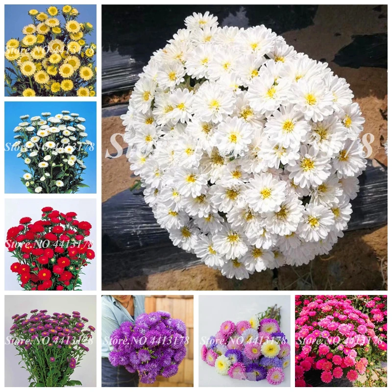 

200 pcs/ bag Rare Flower Aster CALLISTEPHUS Chinese Chrysanthemum Mixed Color Bonsai for Home Garden Decor Free Shipping