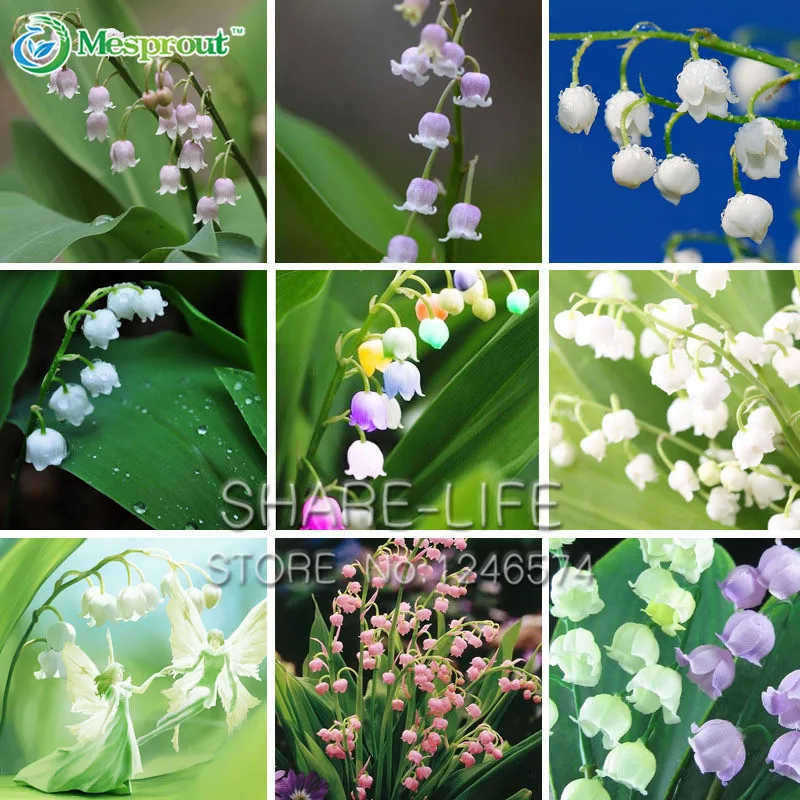 

Bell Orchid Bonsai Campanula Flowers Potted Flower Plants Convallaria Bonsai (Red Blue Purple Green White Colorful)-100Pcs