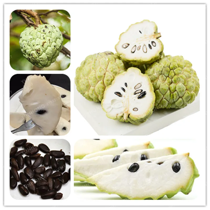 

5 Pcs/Bag Sweetsop Fruit Bonsai Custard Apple Buddha's Head Fruits Cherimoya Sugar Apple Annona Tree Bonsai 100% True