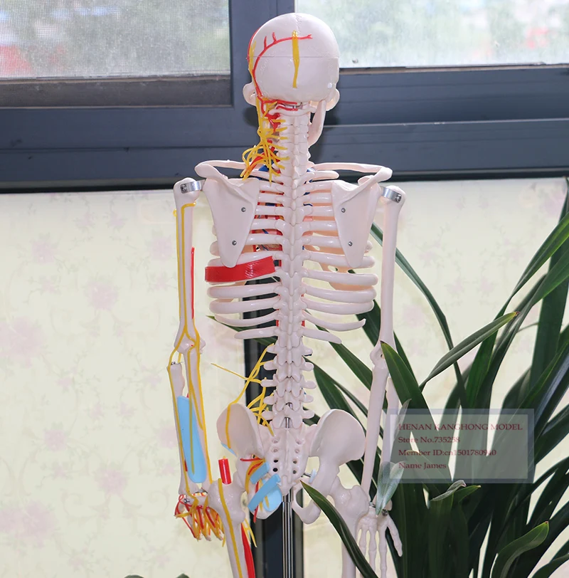 85 см Скелет с нервами и сосудов, модель скелета человеческого тела, образец скелета