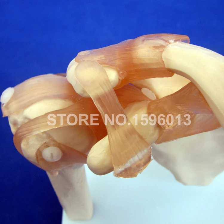 109 shoulder joint (4)