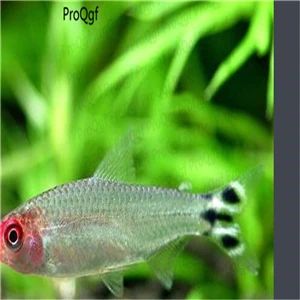 Hemigrammus bleheri Ngryise 50 Шт Набор Aplocheilichthys Normani - Цвет: Hemigrammus bleheri