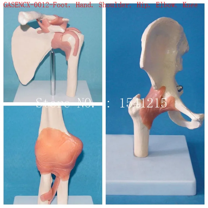 

Foot. Hand. Shoulder. Hip. Elbow. Knee Body joint model Bones skeleton Medical model-GASENCX-0012
