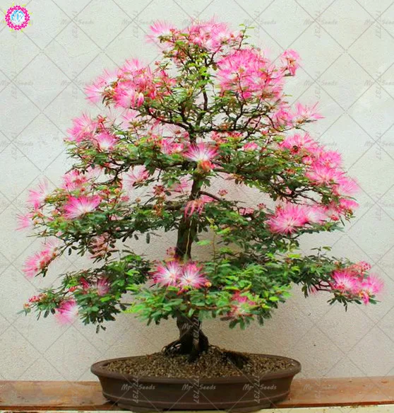 

10pcs Acacia Tree Plant (albizia Julibrissin) Bonsai Flower Aromatic Smell Perennial Indoor Potted Plant For Home Garden