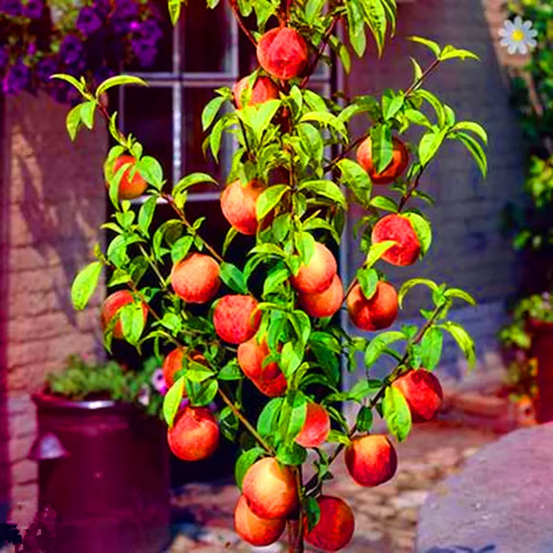 10 pcs sweet peach Dwarf bonanza peaches seeds - Best Seeds Online | Free Shipping Worldwide