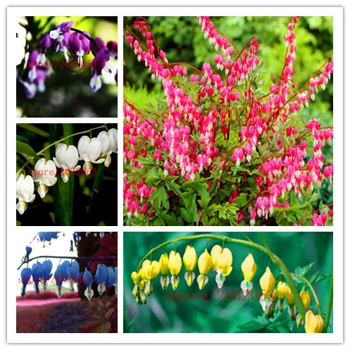 

Dicentra Spectabilis bonsai flower for home garden planting