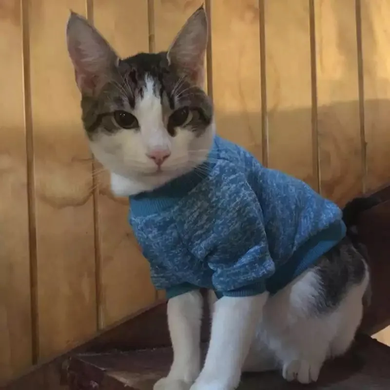 AA