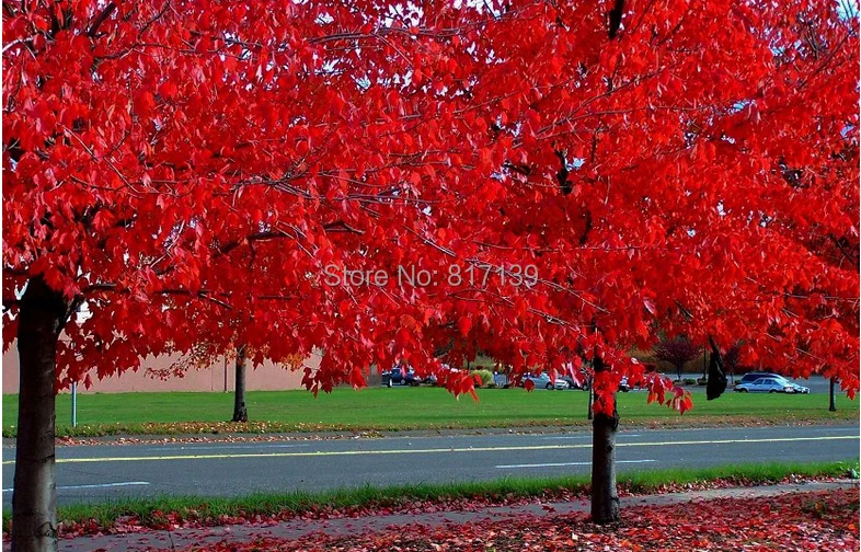 New Arrival 10 Seeds Home Garden Plant CAROLINA RED SCARLET MAPLE Tree
