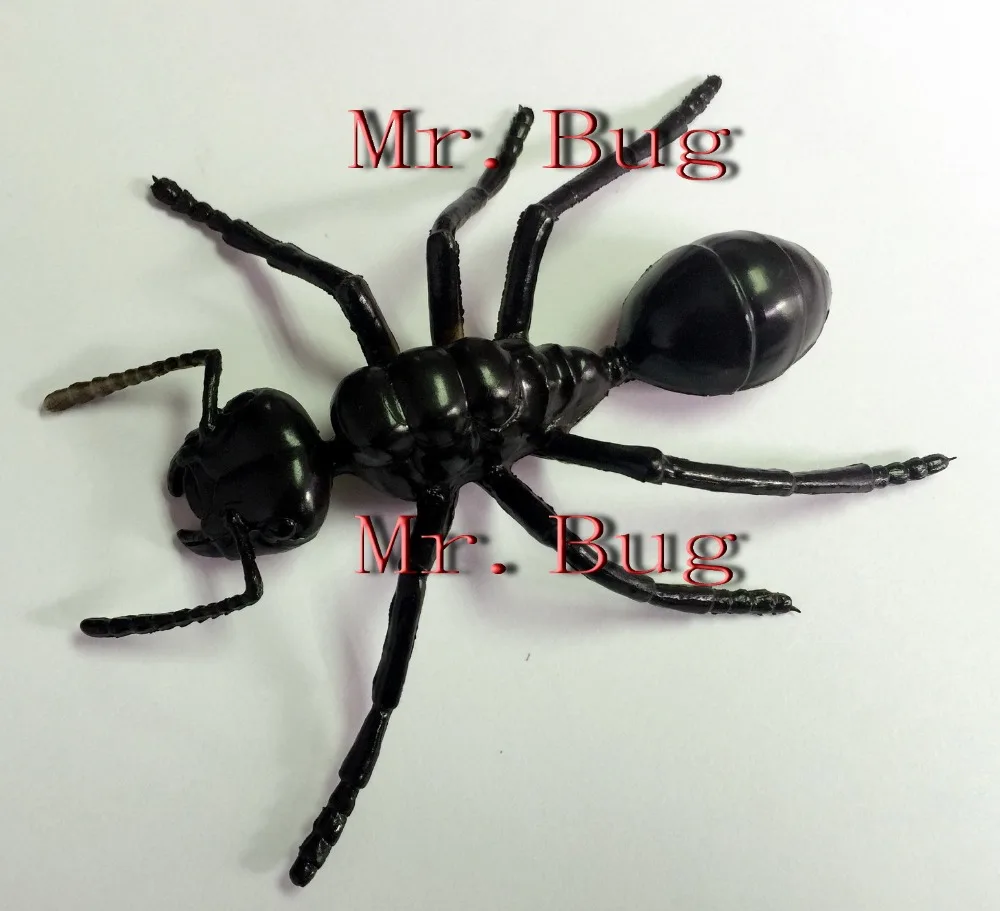 ants