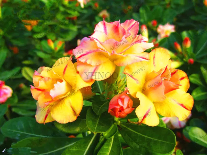 Пустынная Роза Флорес горшечные цветы плантас Adenium Obesum комнатное бонсай растение мини дерево в горшке для домашнего сада растение 5 шт - Цвет: 6