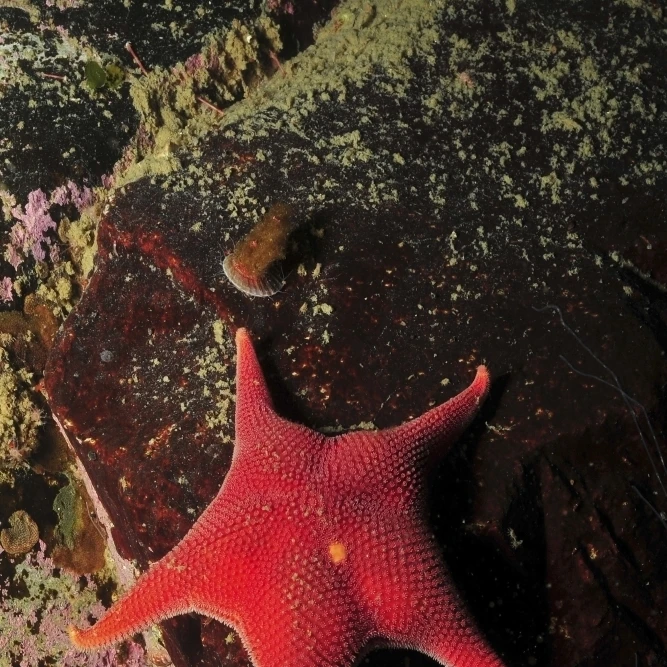 Red sea star and limpet on brown rock  Antarctica Poster Print (11 x 17)