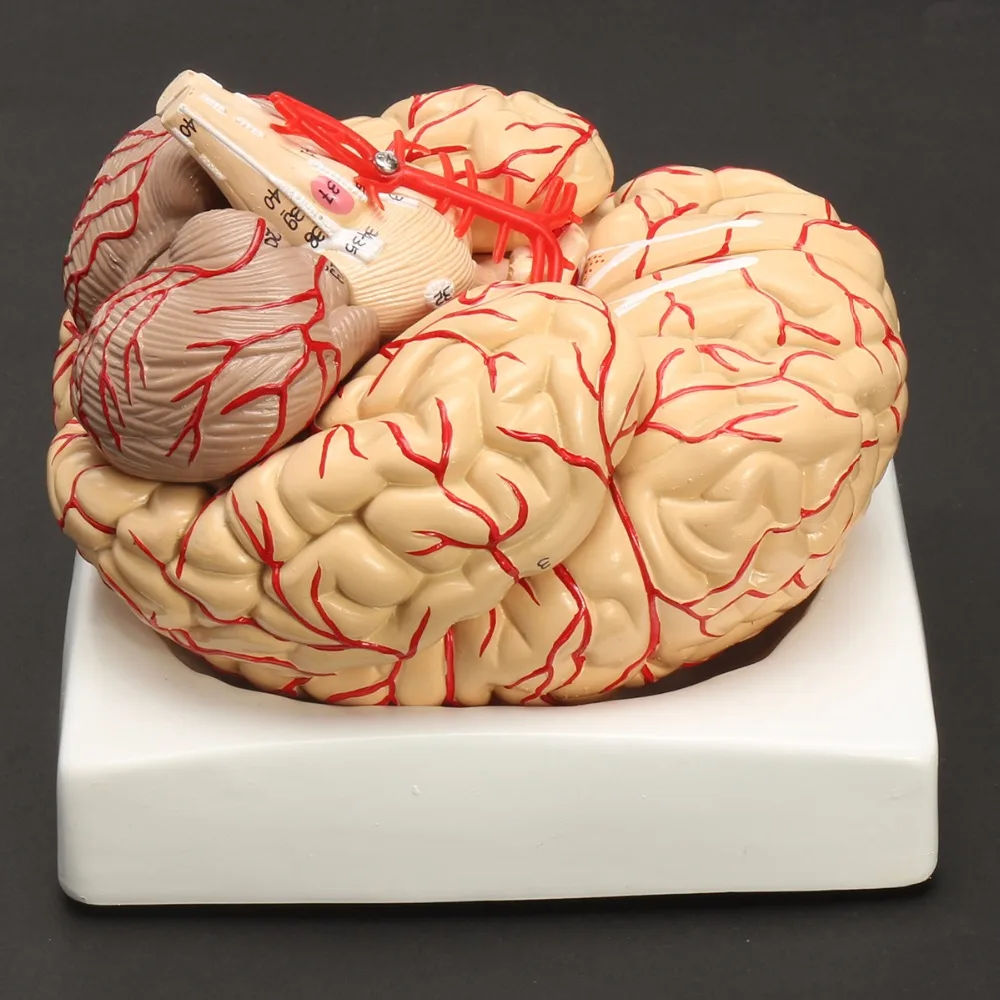 Человеческие жизни Размеры мозга анатомическая модель медицинская набор 8 Запчасти бюджет артерий мозга модель анатомии