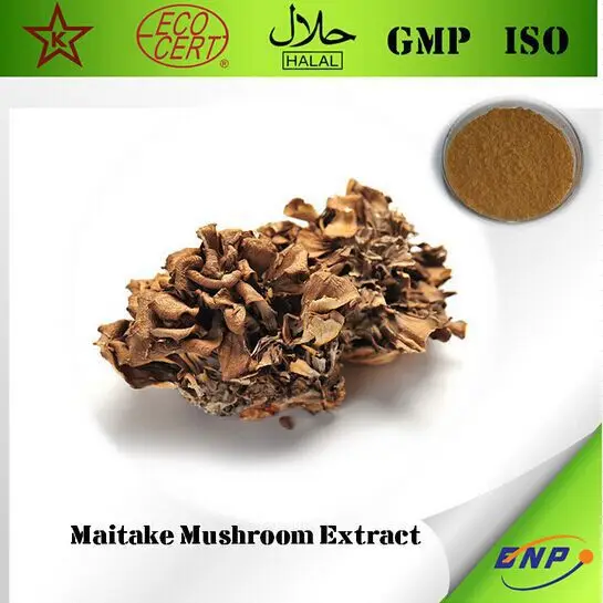 1000gram Grifola Frondosa (Maitake) Extract 30 Polysaccharide enhance