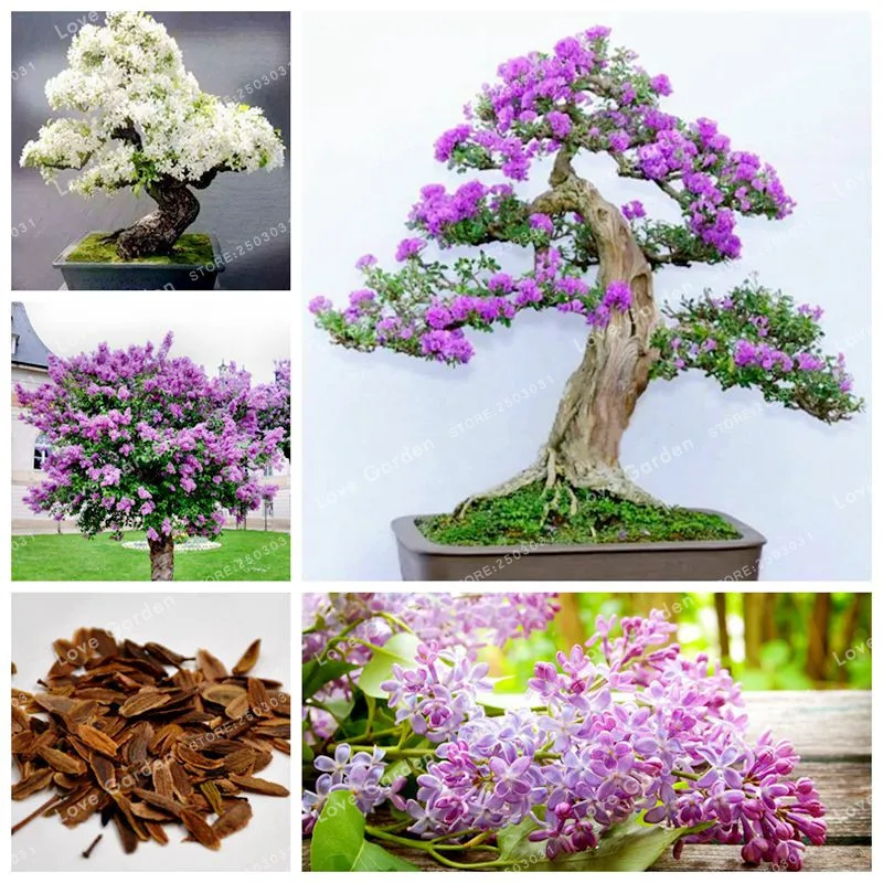 78+ Gambar Bunga Bonsai Paling Bagus 78+ Gambar Bunga Bonsai Paling Bagus