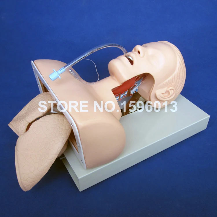 Deluxe Endotracheal Intubation Trainer, Airway Intubation Training Model, Tracheal Intubation