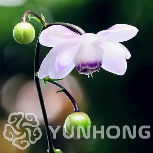 

Flower Bonsai A variety of Colors Moon The Lotus Cohosh Flower Bonsai 10PCS Bonsai" Water Plants Lotus Family garden
