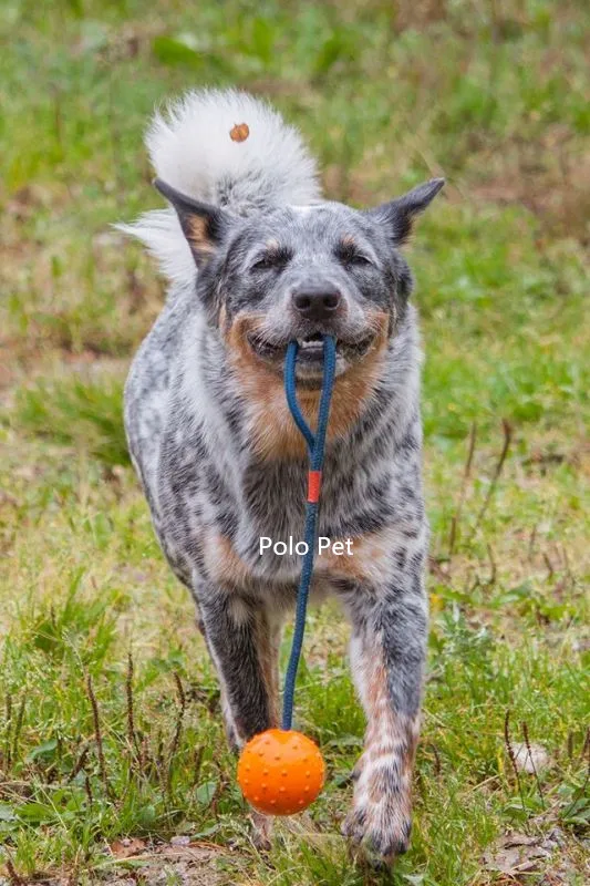 dogtrbal01
