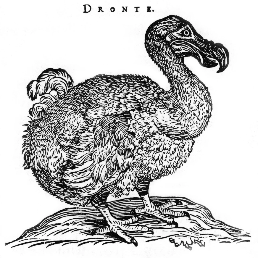 Raphus Cucullatus Punah Burung Dodo Cetak Poster Oleh Ilmu